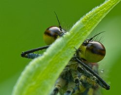 Augen einer roten Jungfer