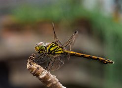 Libelle auf Bali