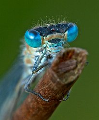 Augen einer Binsenjungfer