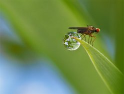 Fliege (ca. 3mm) mit Tropfen