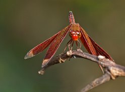 Neurothemis fluctuans - rroter Grasfalke, fotografiert auf Bali 