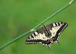 Schwalbenschwanz (Papilio machaon)