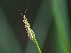 Spitzenreiter :-) (kleine Schrecke)