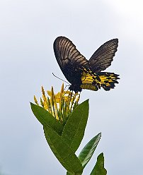 Troides rhadamantus, Bali