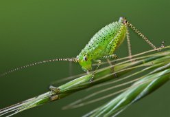 Junge Schreckenlarve und Blattläuse