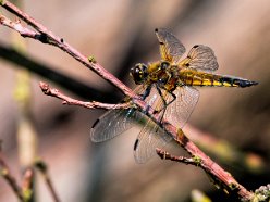 Vierflecklibelle