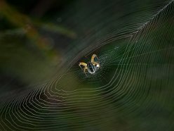 Kreuzspinne mit Brut in der Morgensonne