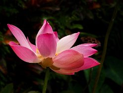 lotusbloem
