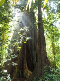 EMI21476 Jungle impression, Thai,and